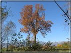 foto Paesaggi Autunnali tra le colline Fontesi